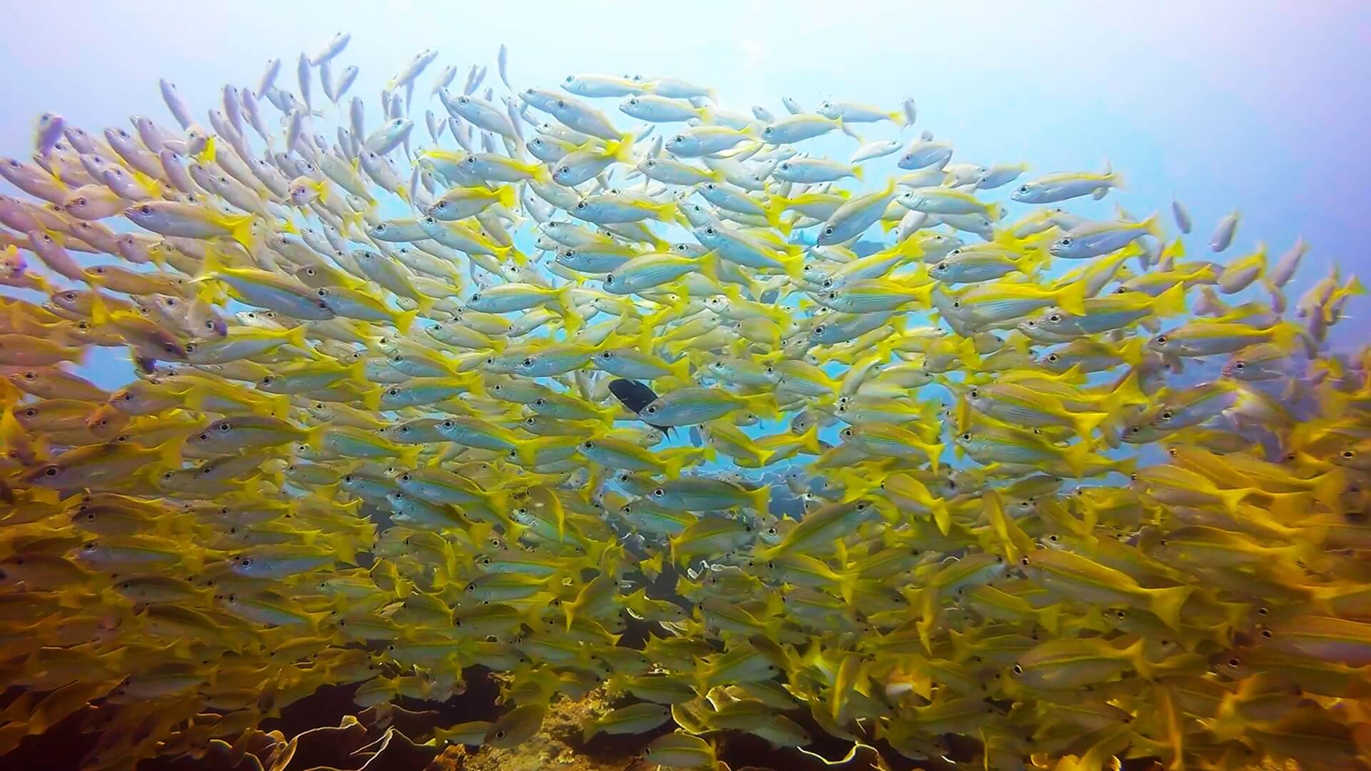 キンセンフエダイの群れの水中写真画像