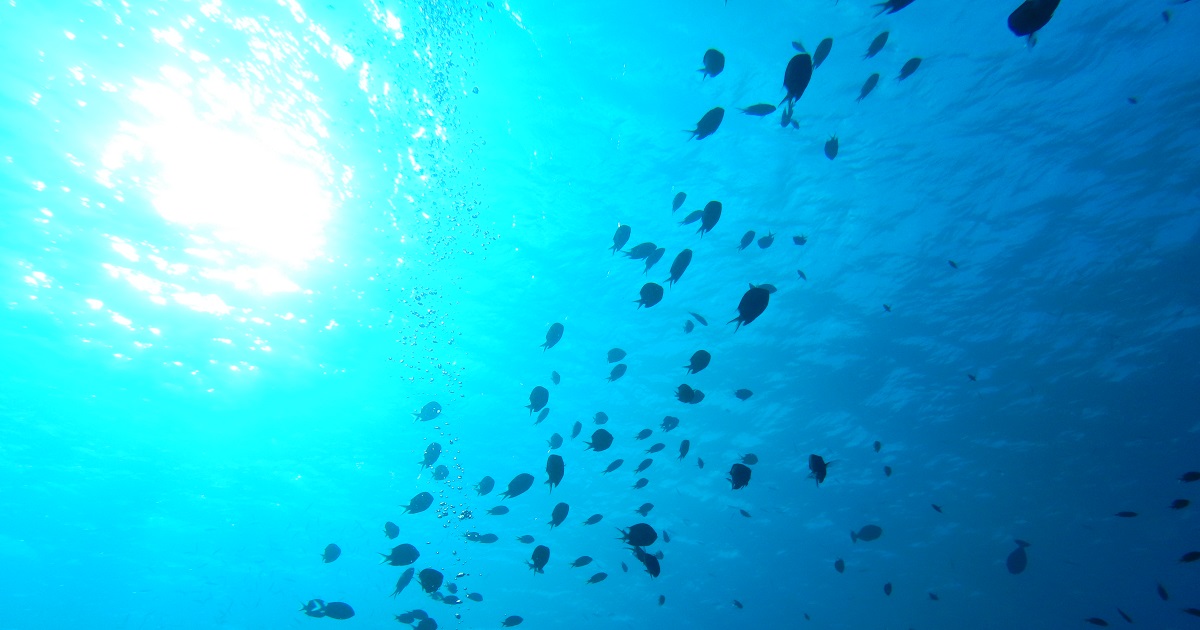 透明度、透視度の良い沖縄・慶良間諸島の海