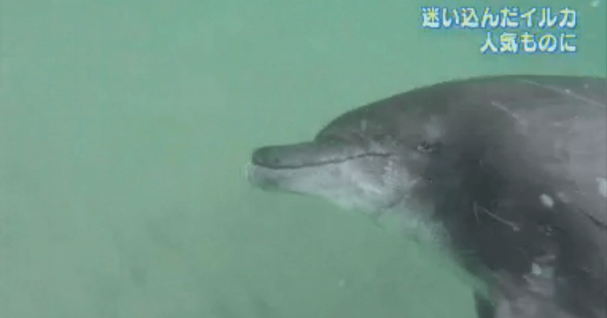 青谷海水浴場のバンドウイルカの水中写真画像