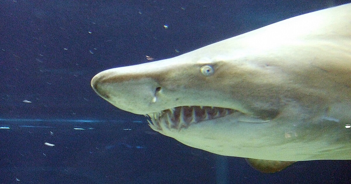 サメの水中写真画像